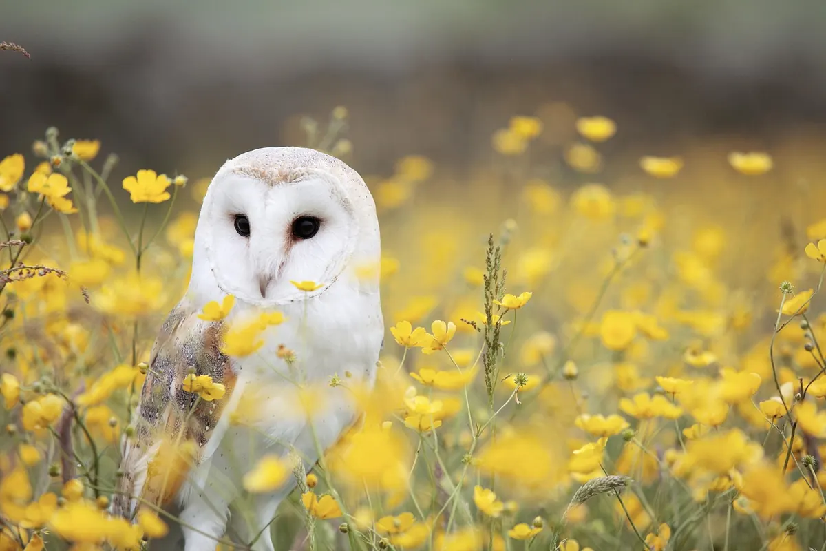 Barn Owl or Tawny Owl? A Beginner's Guide to Identifying UK Owls in Rural Areas