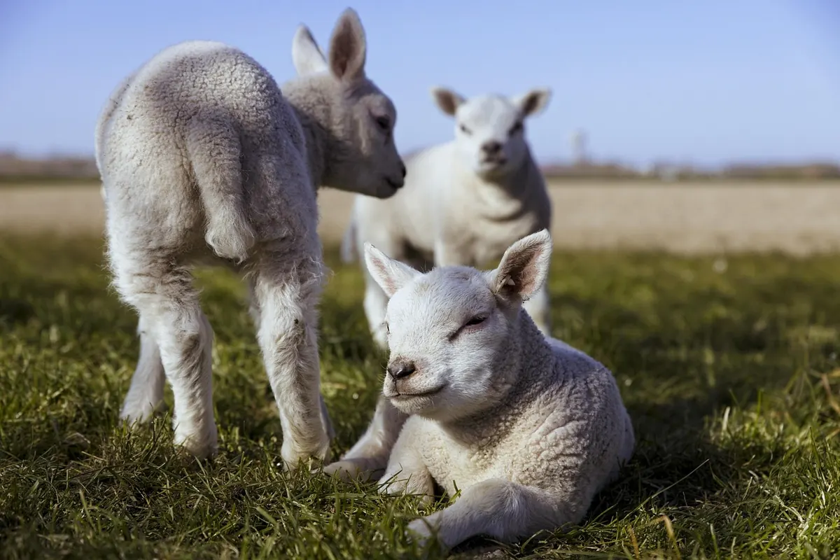 Spring Livestock Checklist: 10 Health Checks for Sheep and Cattle After Turnout