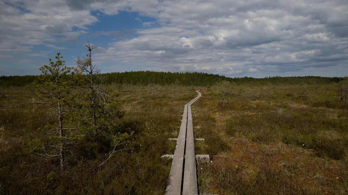 Why Moorland Peat Bogs Matter: How Blanket Bog Restoration Reduces Flood Risk